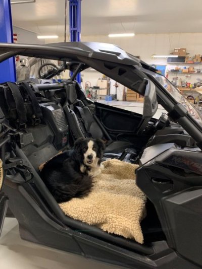 dog bed.JPG dog bed.JPG