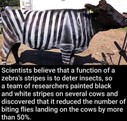 1735751283896.png