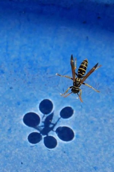 Surface Tension.jpg