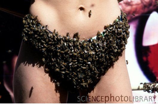 bee-underwear.jpg