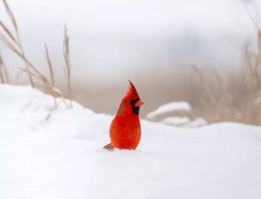 cardinal.mwl-1-8a02051b07094336bcedee79ec79e631.jpg