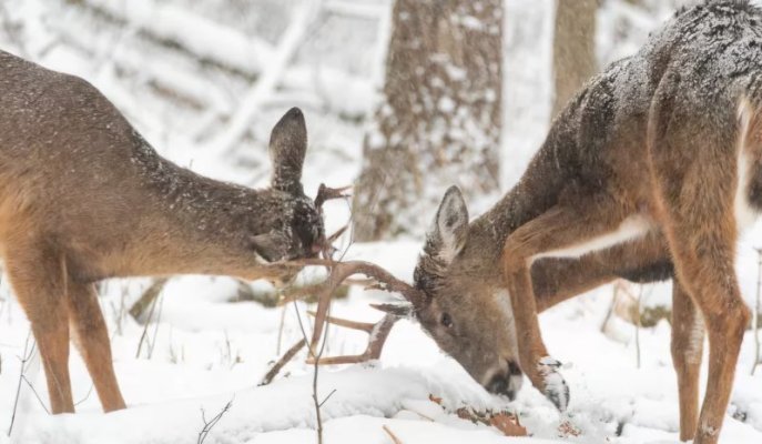 whitetaildeer-34867a904ed4431e8be47f8854ea2c5b.jpg