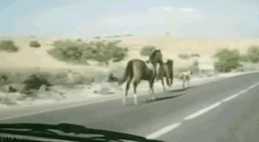 R27.gif