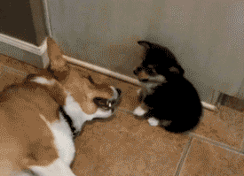 tumblr_lnmev5uOLt1qly6u1o1_400.gif