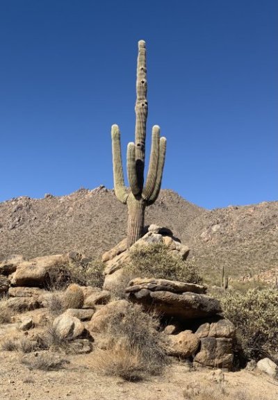 D4F122E9-FB66-4E66-A14B-03049A61EDDD.jpeg D4F122E9-FB66-4E66-A14B-03049A61EDDD.jpeg