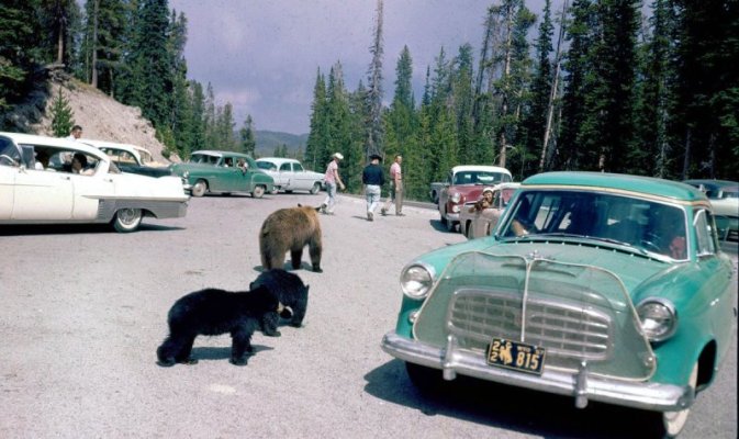 bears_1-min.jpg