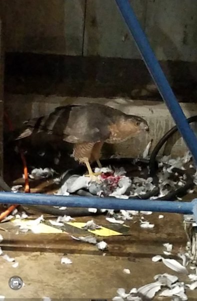 Screenshot_20250213_082100_Gallery.jpg Screenshot_20250213_082100_Gallery.jpg