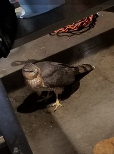 Screenshot_20250213_082115_Gallery.jpg Screenshot_20250213_082115_Gallery.jpg