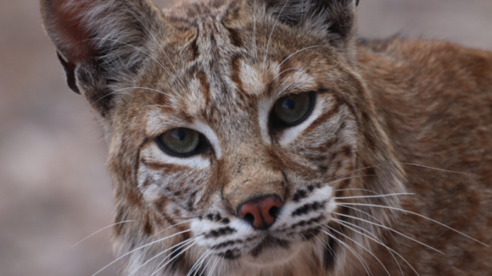 bobcat.png