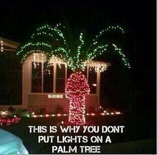 palm tree.jpg