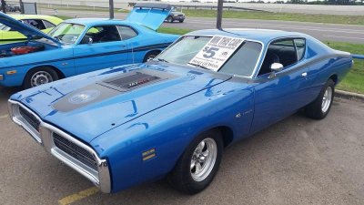 The Bee at the latest Show.jpg