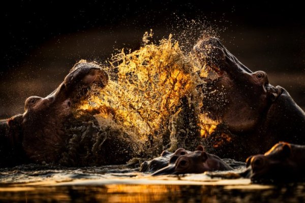 SILVER_copy_Jonathan-Hodgetts_Hippos-fight-in-golden-light.jpg