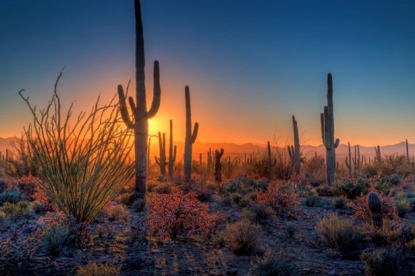 Sunset-in-Saguaro-National-Park.jpg