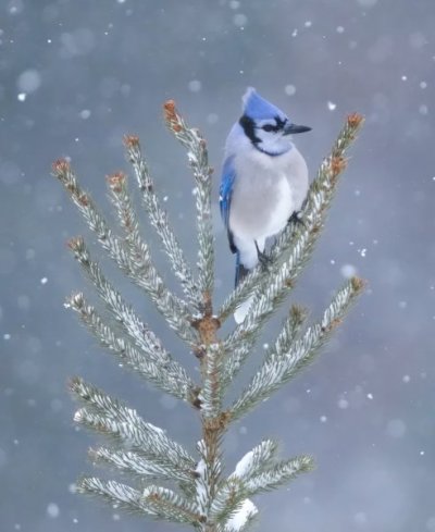 Bluejay2.22.23-586367d4b7464a1fbfd61cfe7a1b2acb.jpg