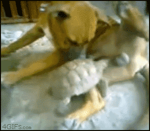 tortoisedogd.gif