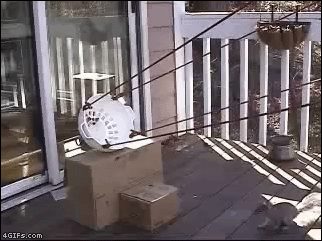 15686.gif