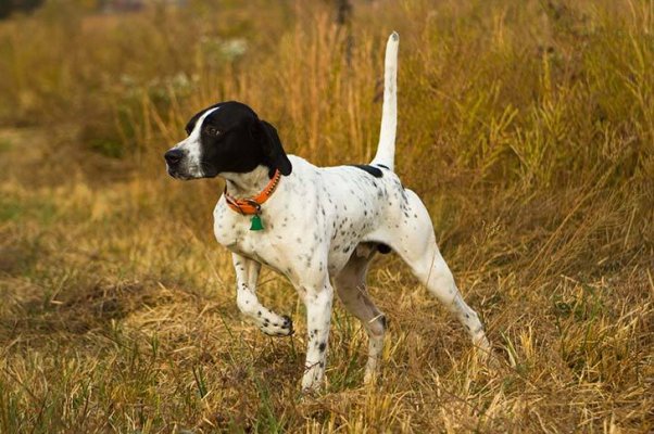 Pointer-on-point-in-a-field.jpg