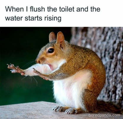 squirrel toilet.jpg