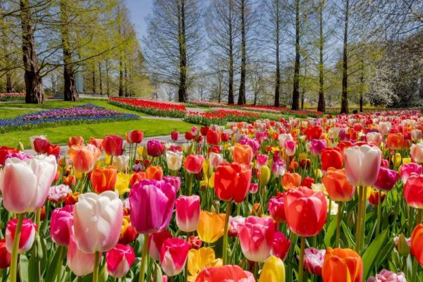 Keukenhof-Gardens.jpg