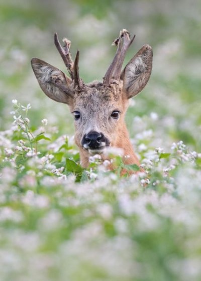 beautiful-wildlife-photos-dick-van-duijn-09.jpg