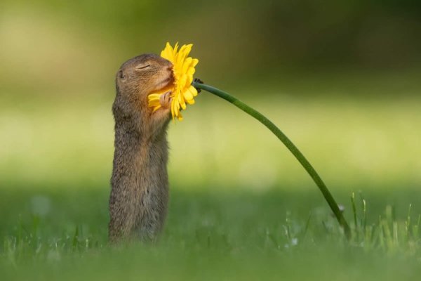 wildlife-photography-dick-van-duijn-featured.jpg