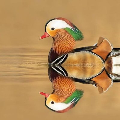 beautiful-wildlife-photos-dick-van-duijn-04.jpg