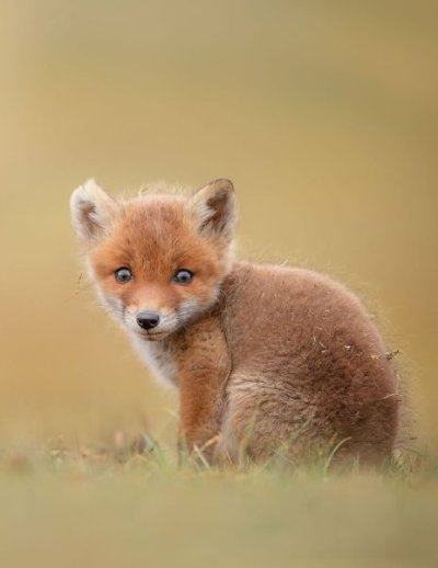 beautiful-wildlife-photos-dick-van-duijn-02.jpg
