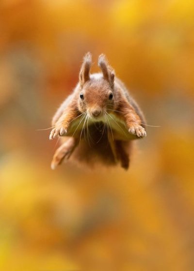 beautiful-wildlife-photos-dick-van-duijn-01.jpg