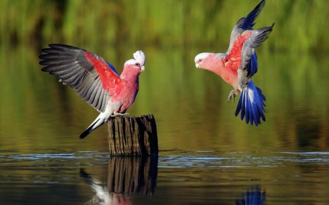 133196-nature-animals-birds-water-parrot-tree_stump.jpg