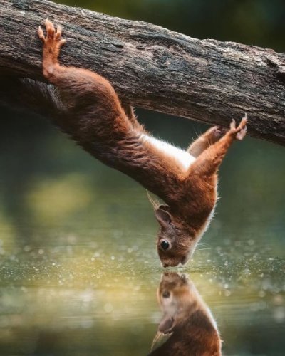 wildlife-photography-inspiration-05.jpg