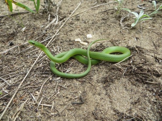 Smooth_Green_Snake_(Opheodrys_vernalis).jpg
