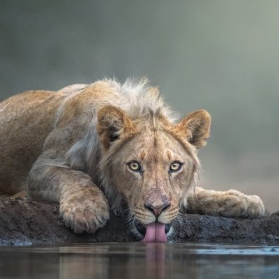 wildlife-photography-inspiration-03.jpg