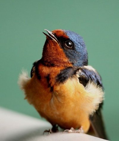 web_apa_2011_19603_155336_joshuaparrott_barn_swallow_kk-adult.jpg