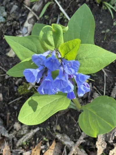IMG_8068.jpeg