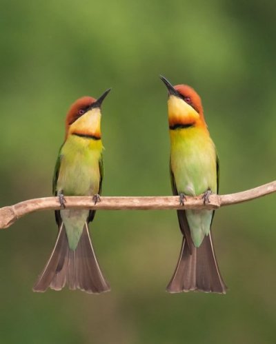 beautiful-bird-photography-12.jpg
