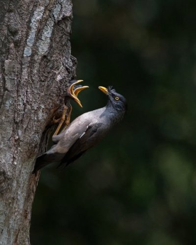 beautiful-bird-photography-11.jpg
