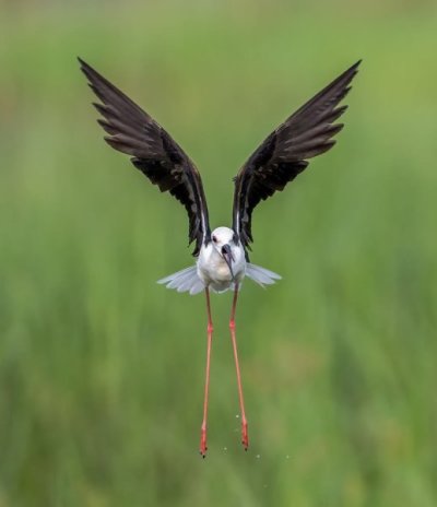 beautiful-bird-photography-06.jpg