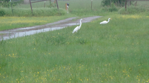 Herons1.png