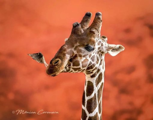 wildlife-photography-monica-l-corcuera-03.jpg