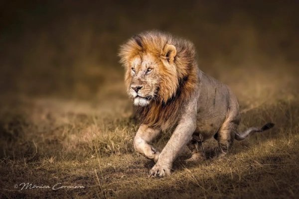 wildlife-photography-monica-l-corcuera-featured.jpg