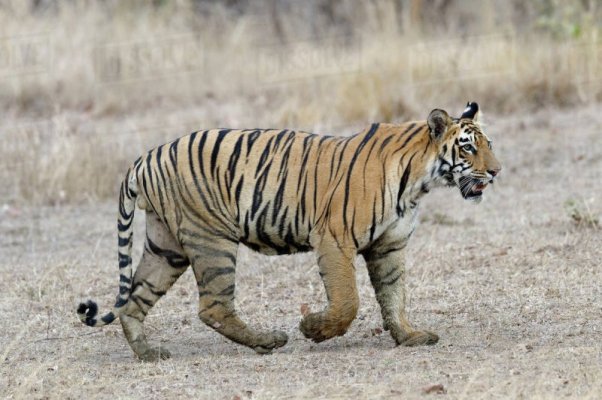 tiger.jpg