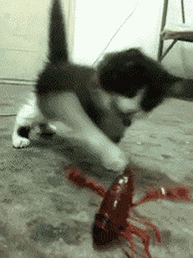 gifs_18.gif