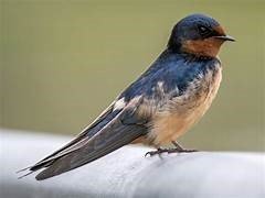 Barn swallow bird (Mobile).jpg