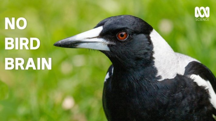 magpies.jpg