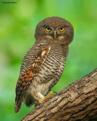 beautiful-bird-photography-02.jpg