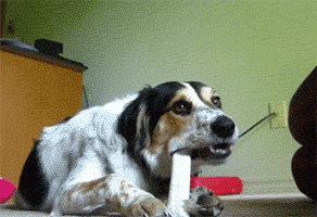 gifs_13.gif