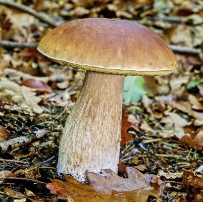 Boletus_edulis_1-2818496243.jpg