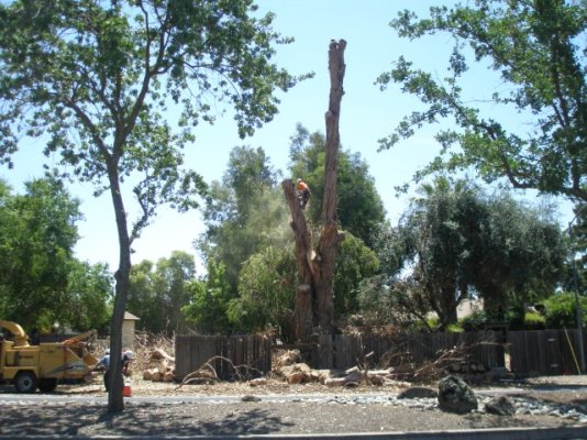 TREE CUT DOWN 001 (Small).JPG