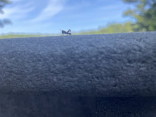 IMG_2547.jpeg