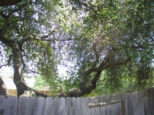 THE TREE 001 (Small).JPG